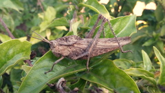 Xyleus discoideus
