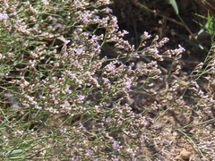 Limonium