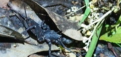 Typopeltis crucifer