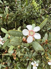 Leptospermum laevigatum