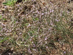 Limonium