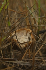 Basidiomycota