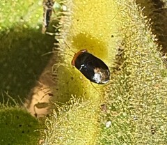 Geocoris erythrocephalus