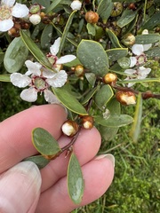 Leptospermum laevigatum