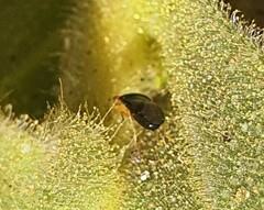 Geocoris erythrocephalus