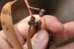 Eucalyptus eugenioides