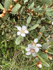 Leptospermum laevigatum