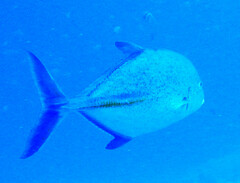 Caranx melampygus