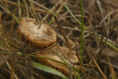 Basidiomycota