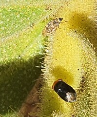 Geocoris erythrocephalus