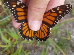 Danaus plexippus