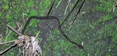 Protobothrops mucrosquamatus
