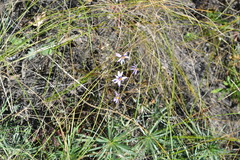Galatella angustissima