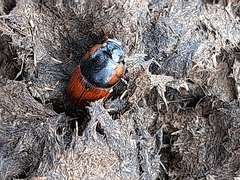 Coprimorphus scrutator