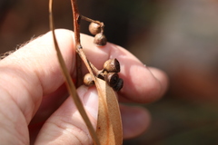 Eucalyptus eugenioides