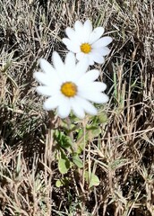 Dimorphotheca pluvialis