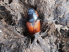 Coprimorphus scrutator