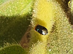 Geocoris erythrocephalus