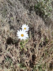 Dimorphotheca pluvialis