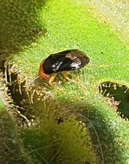 Geocoris erythrocephalus