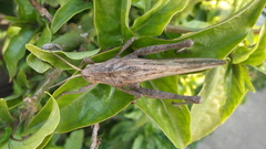 Xyleus discoideus