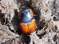 Coprimorphus scrutator