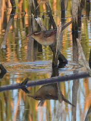 Phleocryptes melanops