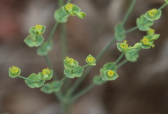 Euphorbia striata
