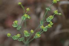 Euphorbia striata