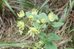 Knowltonia vesicatoria