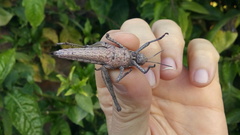 Xyleus discoideus
