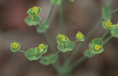 Euphorbia striata