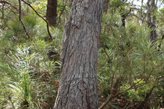 Corymbia intermedia