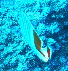 Chaetodon paucifasciatus