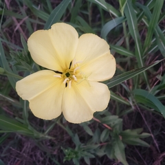 Oenothera elata
