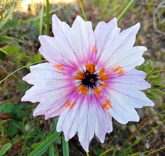 Monsonia speciosa