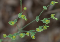 Euphorbia striata