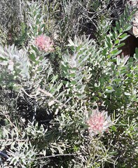 Leucospermum calligerum