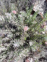 Leucospermum calligerum