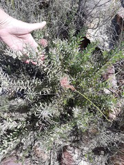 Leucospermum calligerum