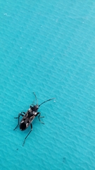 Rhyparochromus vulgaris