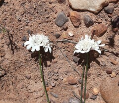 Scabiosa columbaria