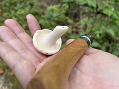 Lactifluus piperatus