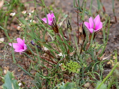 Romulea rosea
