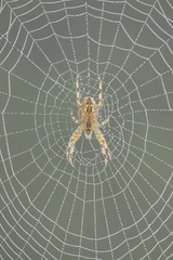 Araneus diadematus