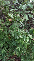 Vaccinium corymbosum