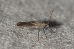 Tingidae