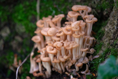 Agaricomycetes