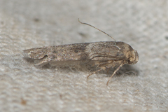 Blastobasidae