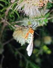 Bittacidae